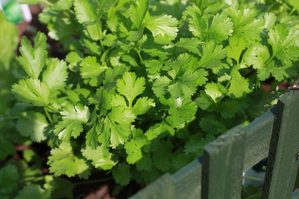 Flowers In Your Garden You Can Actually Eat Cuisine Bank